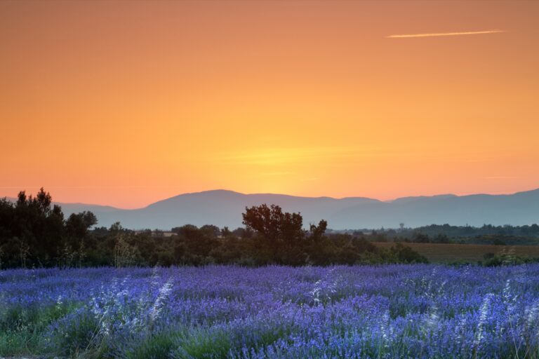 The sun coming up over a field